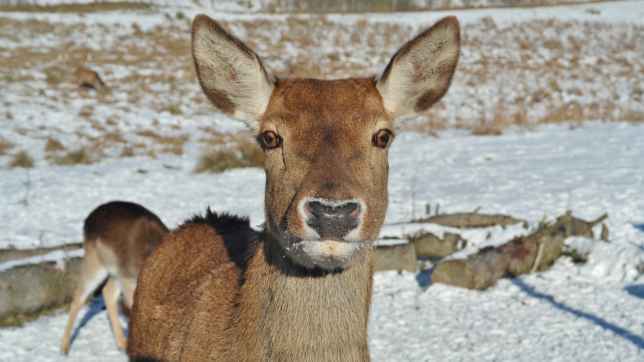 Image - roe deer forest fallow deer nature