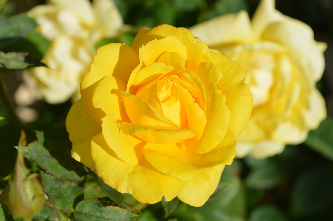 Image - yellow rose flower nature