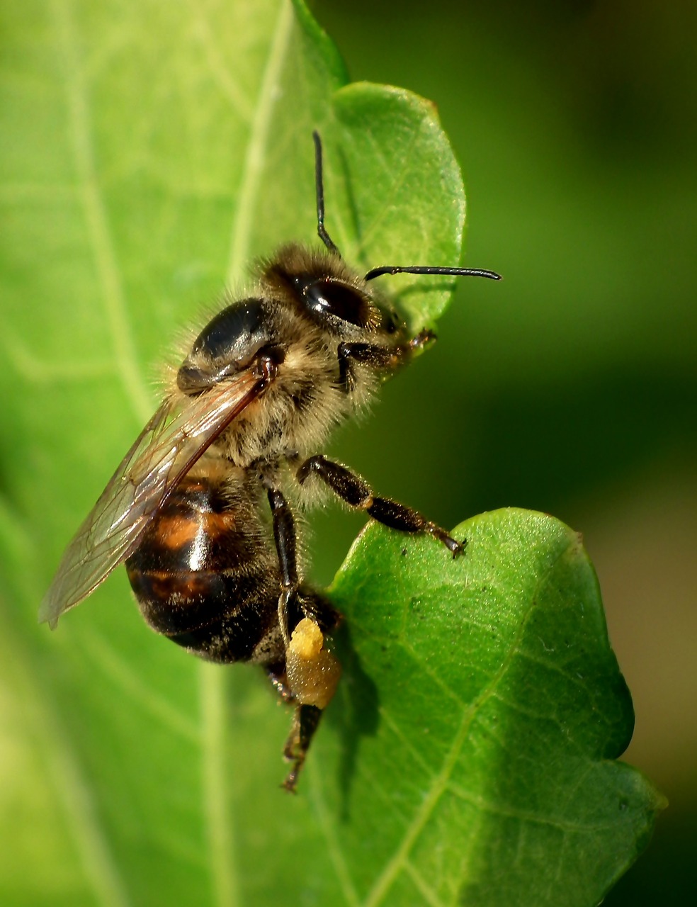 Image - bee forage macro insect nature
