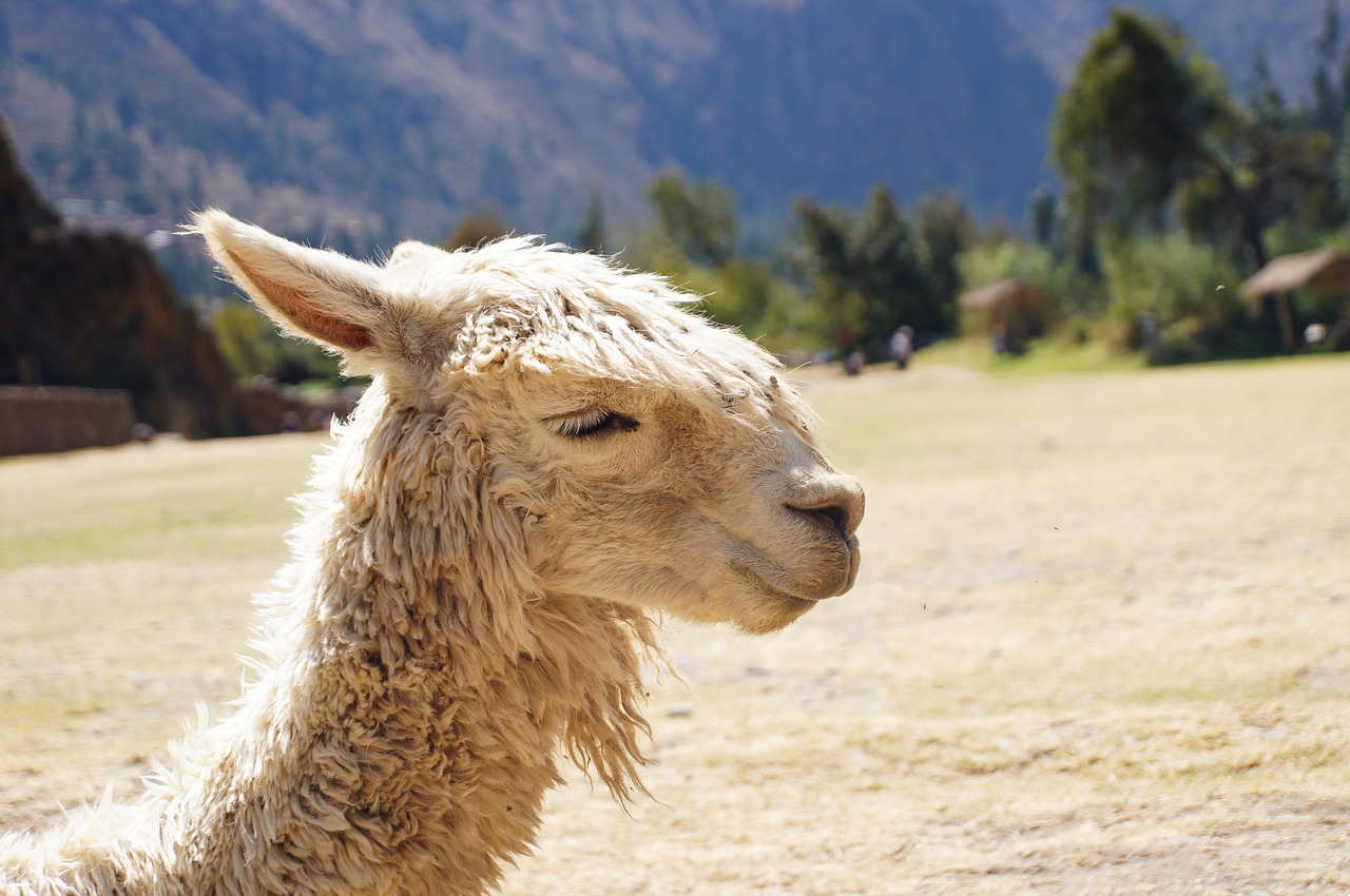 Image - animal flame andina andean animals