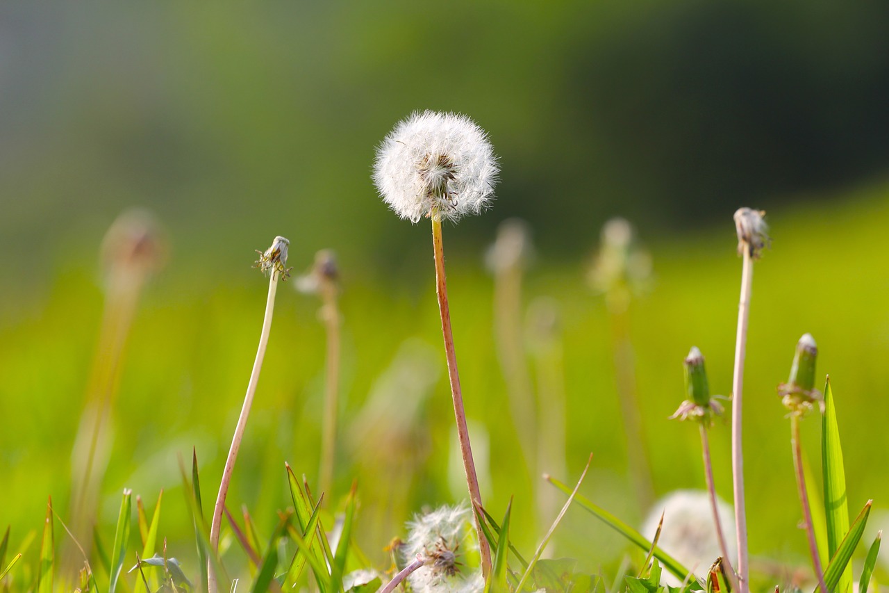 Image - dandelion plant flower nature