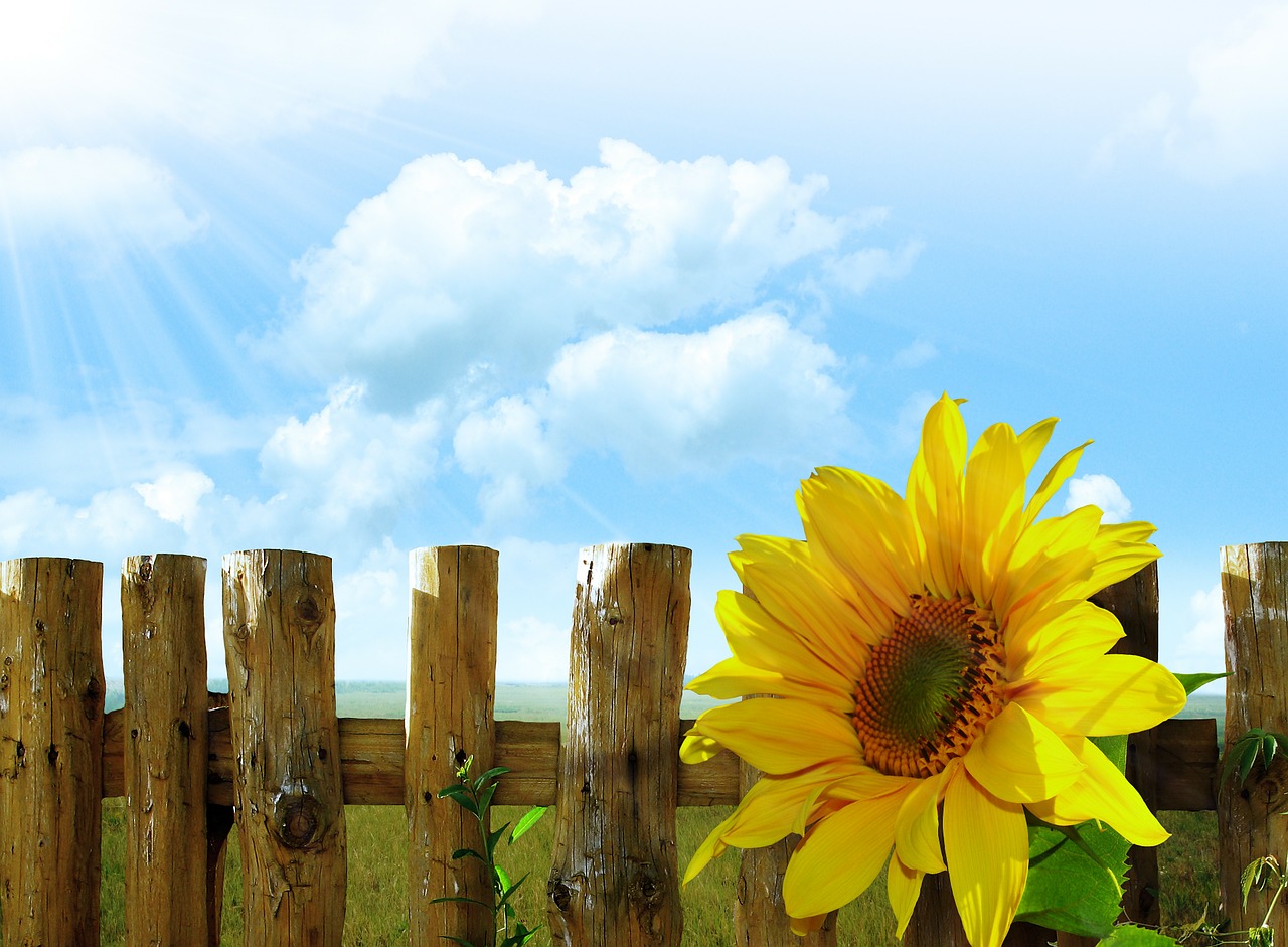 Image - sunflowers summer background sky