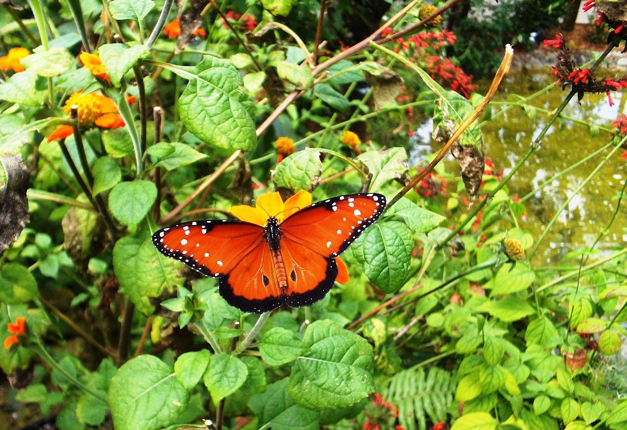 Image - butterfly garden flowers plants