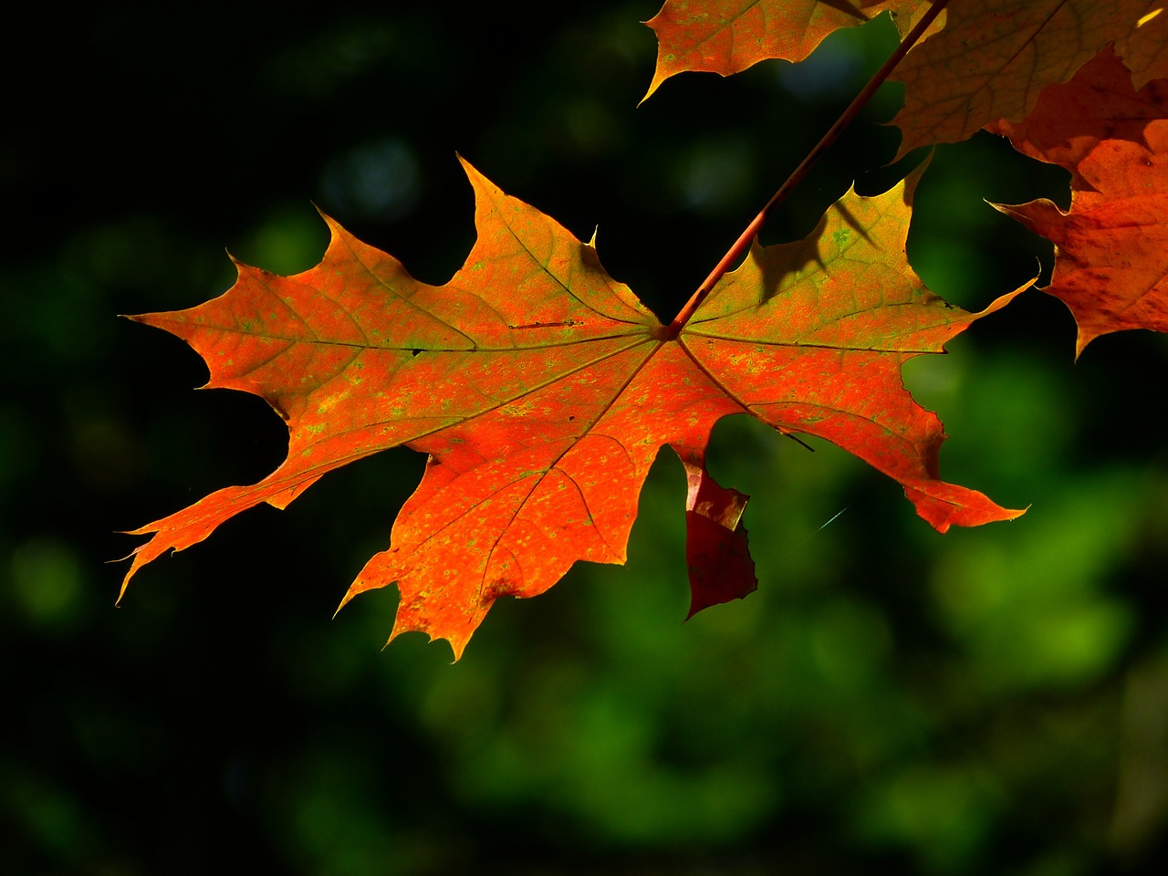 Image - autumn leaf colorful leaves maple