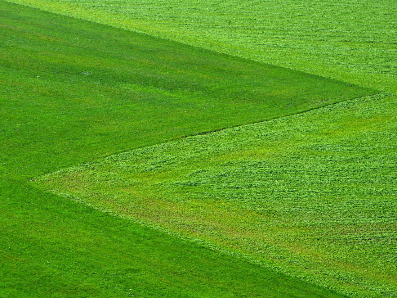 Image - meadow green grass nature
