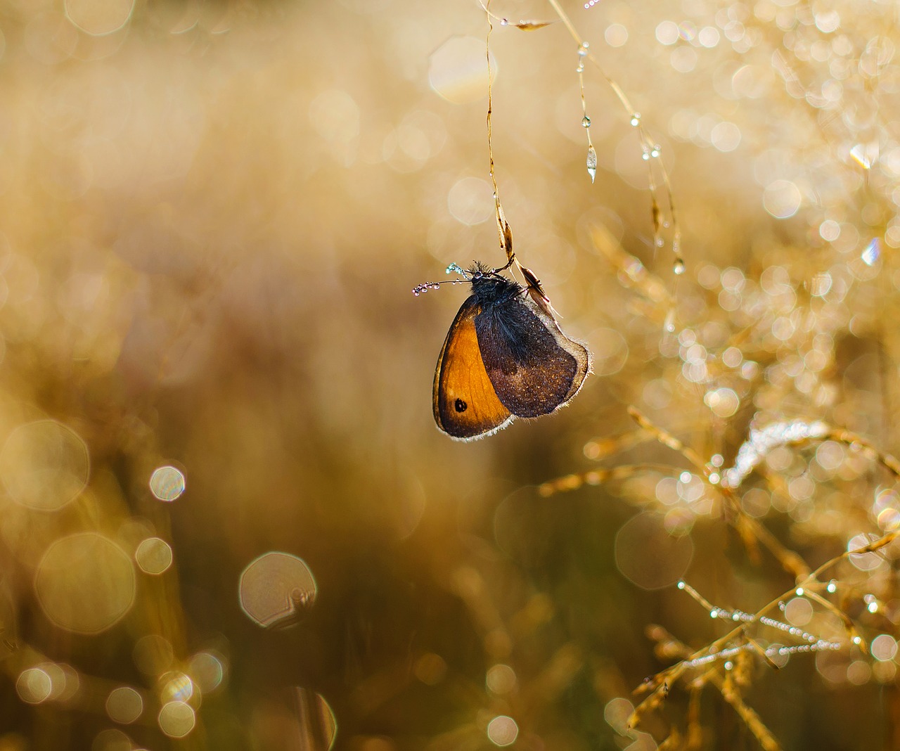 Image - butterfly insects nature rosa