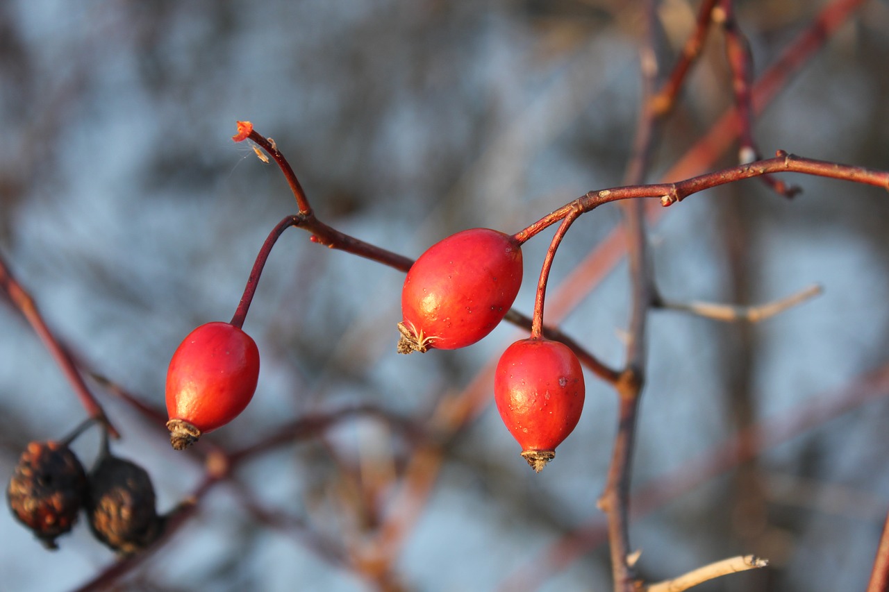 Image - darts autumn winter rose hips bush