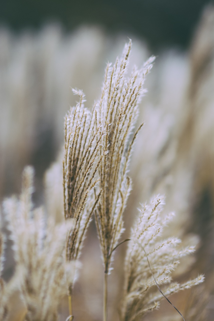 Image - nature wheat cover harvest crop