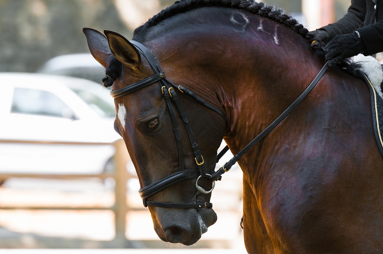 Image - horse contest head dressage horses