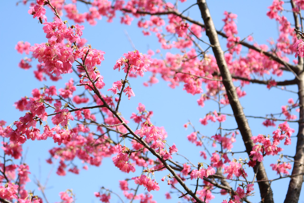 Image - cherry blossoms flower plant spring