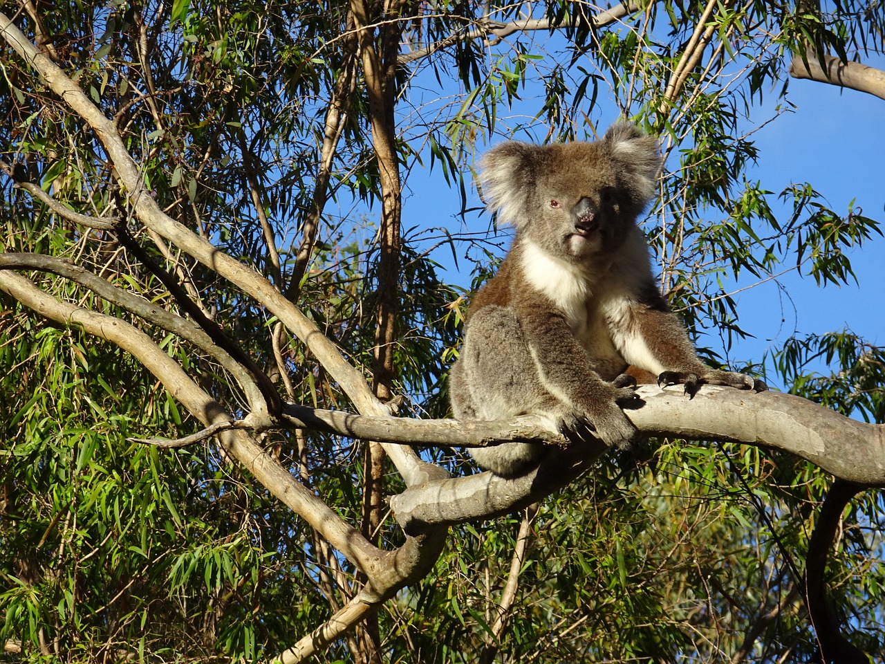 Image - koala bear gawler ranges