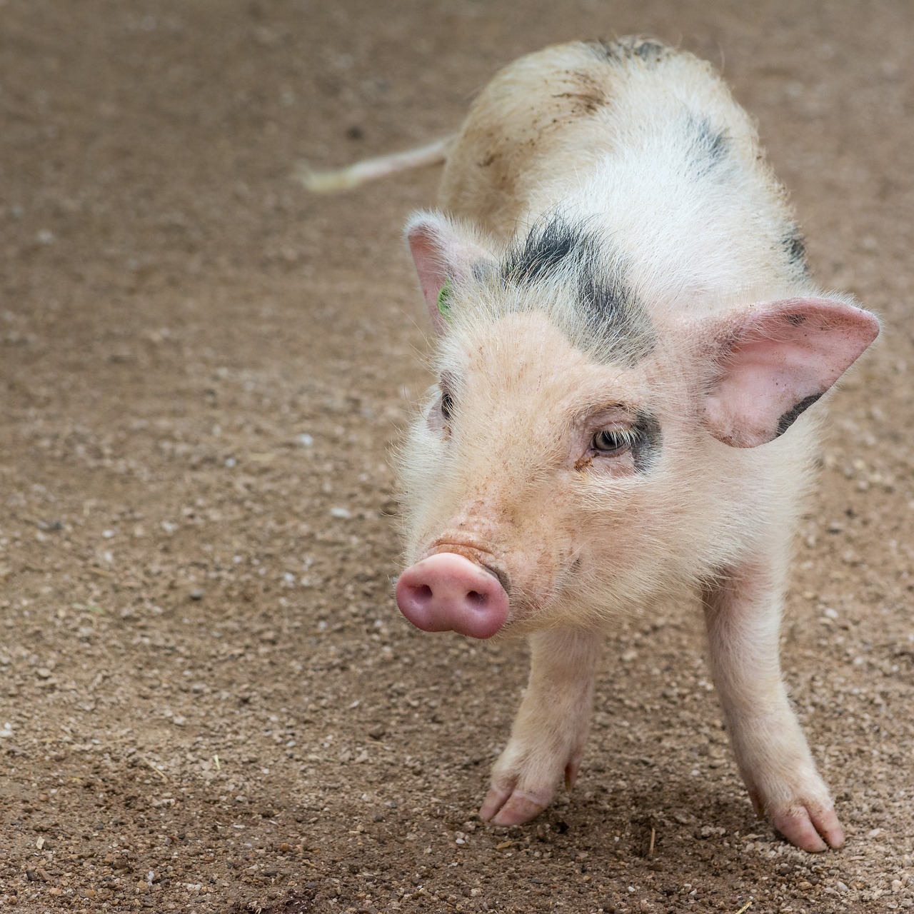 Image - nature animal pig cute piglet