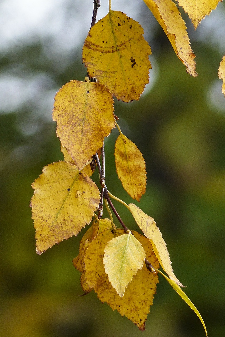 Image - foliage yellow leaves autumn fall