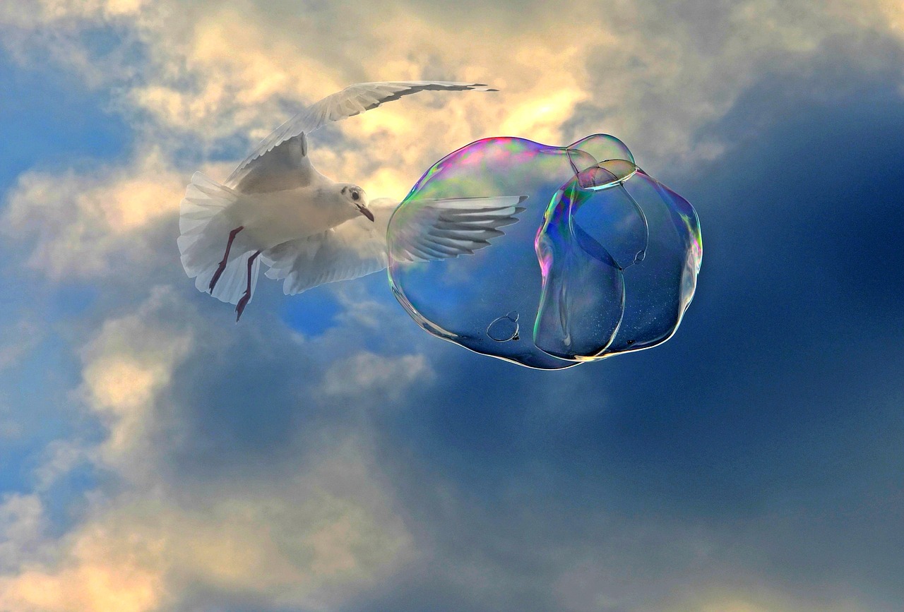 Image - soap bubble fly seagull bird float