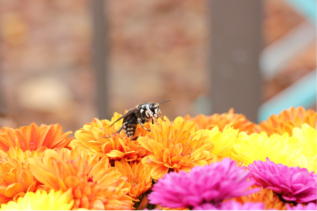 Image - hornet bald faced flower insect