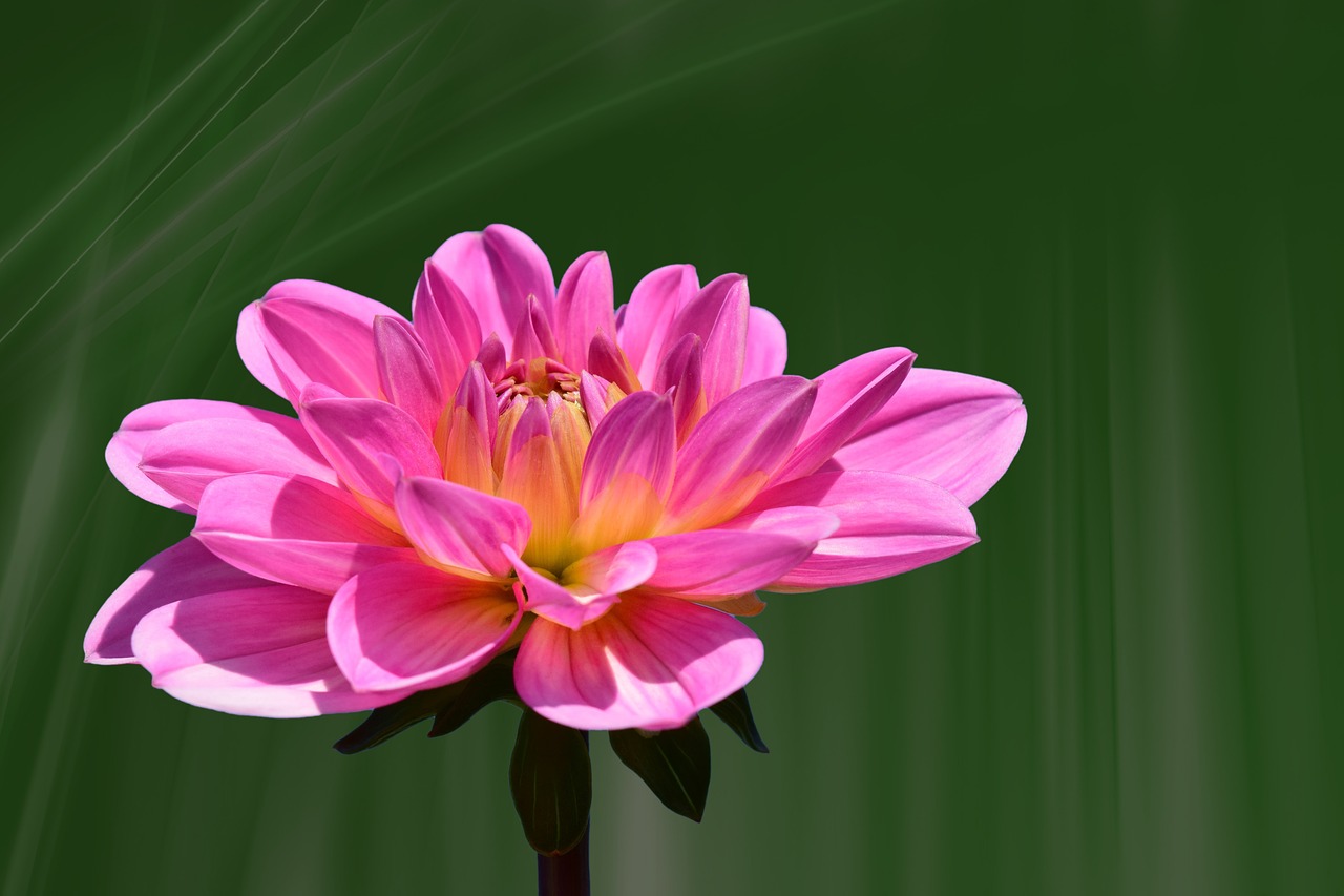Image - dahlia flower blossom bloom pink