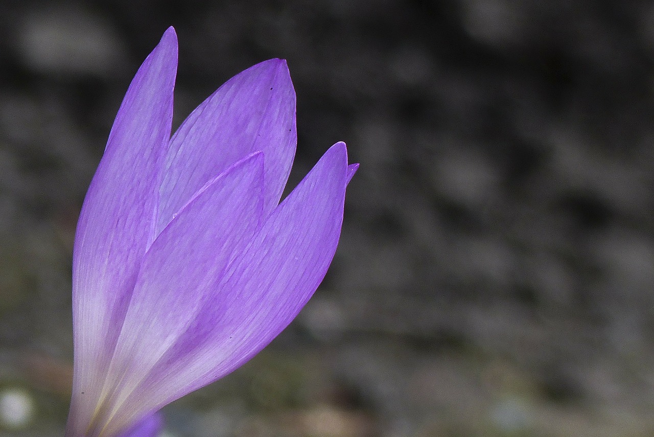 Image - purple flower autumn herbstzeitlose