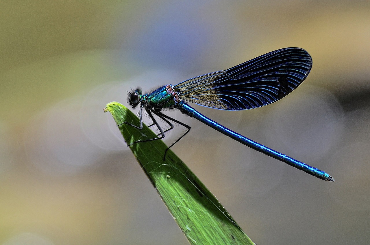 Image - dragonfly insect common skimmer bug