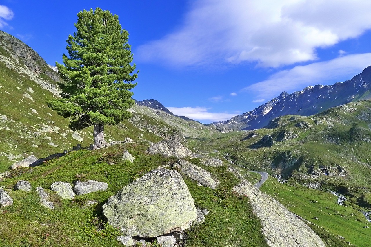 Image - tree pass alpine mountains