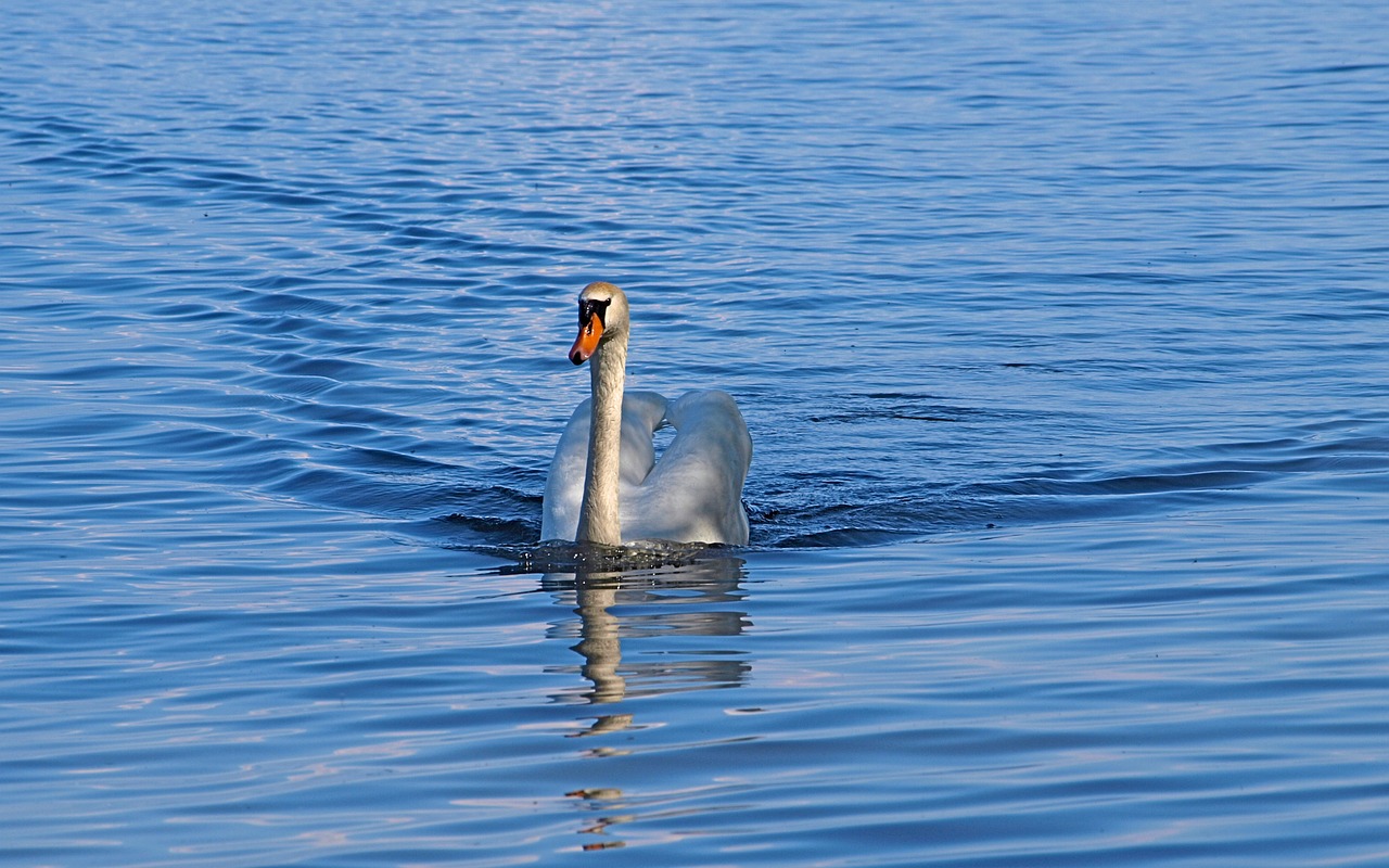 Image - swan swim water blue raindrop