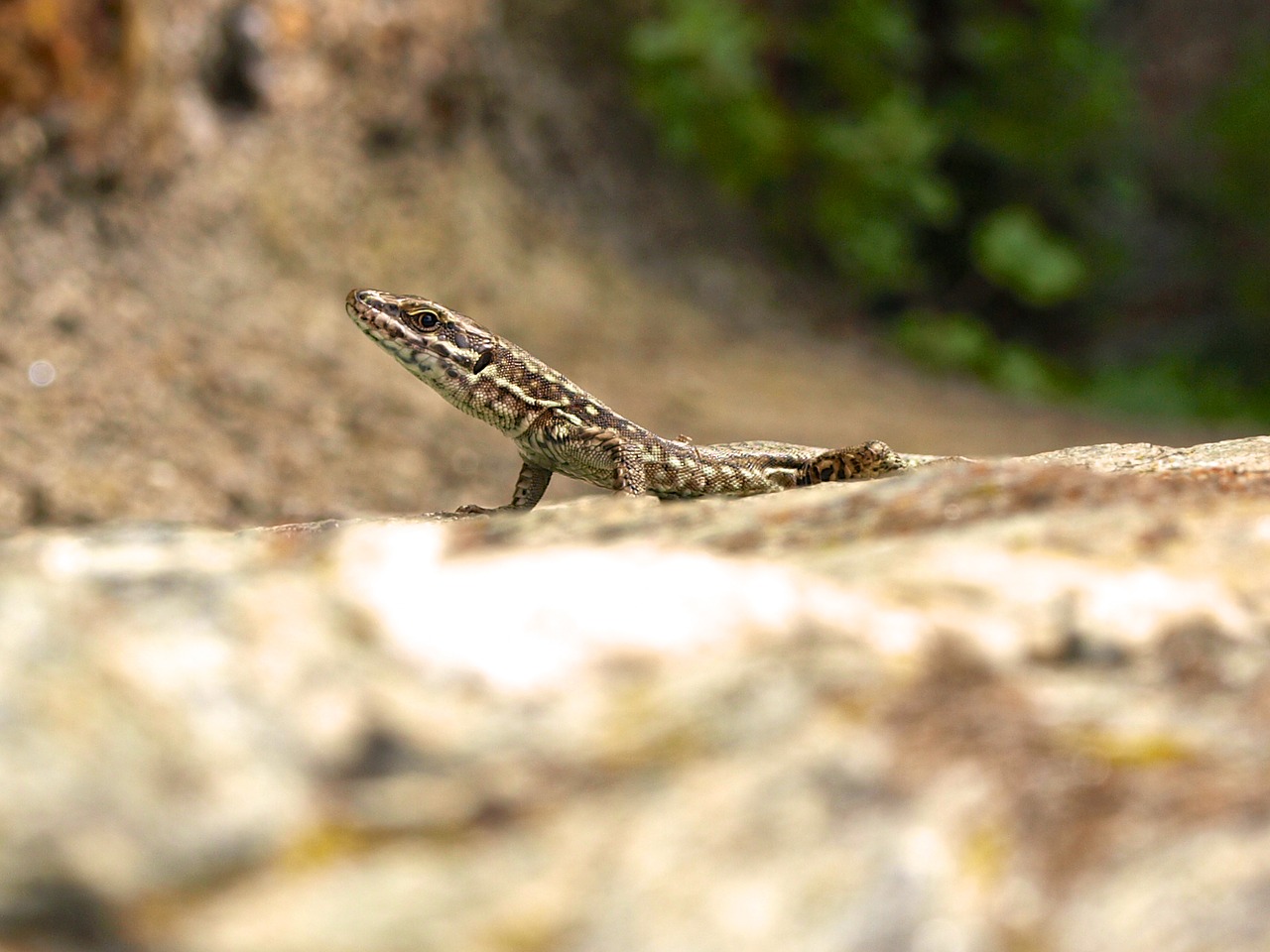 Image - lizard watch lauer close reptile