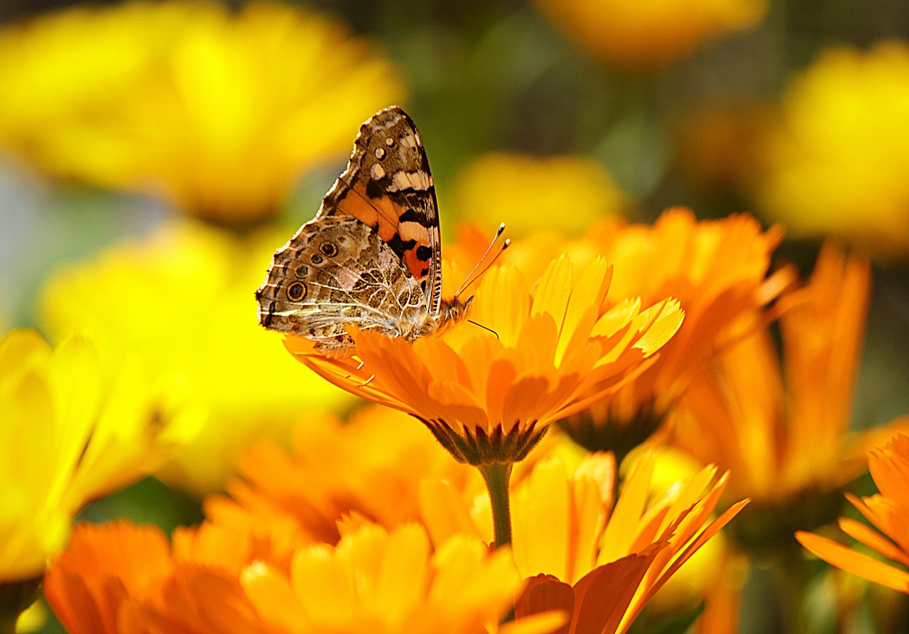 Image - butterfly yellow insect nature