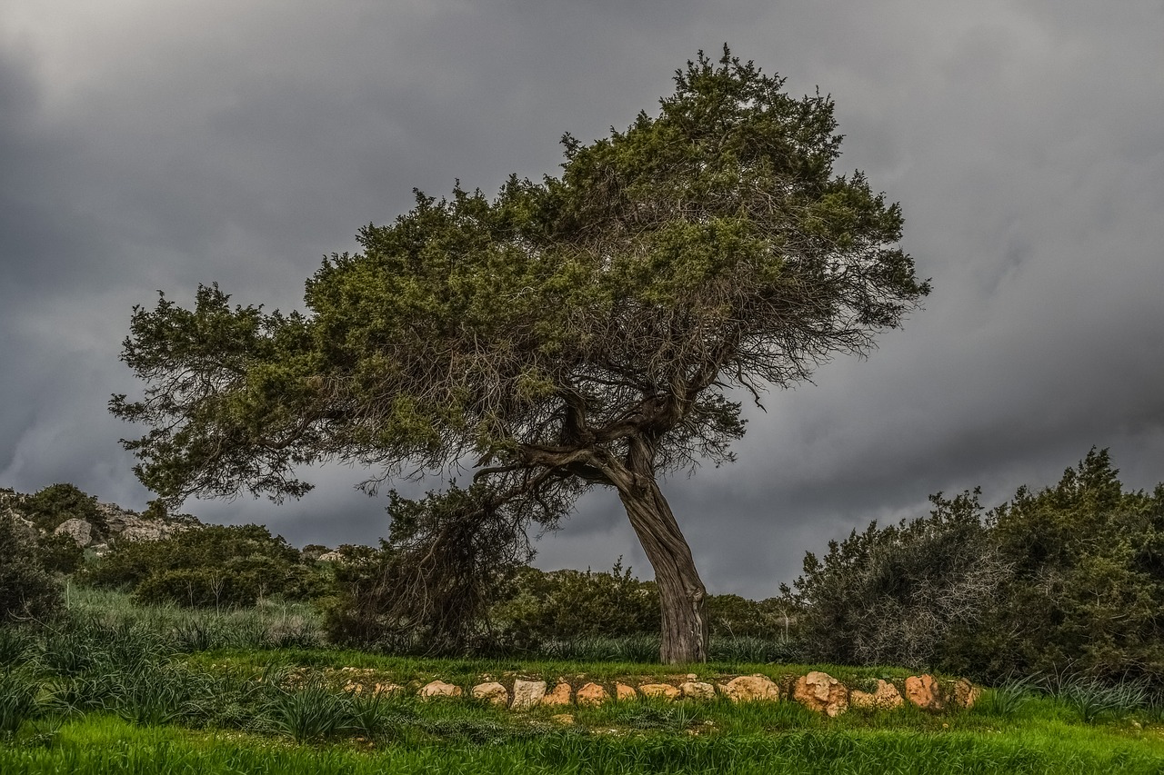 Image - tree meadow landscape nature green