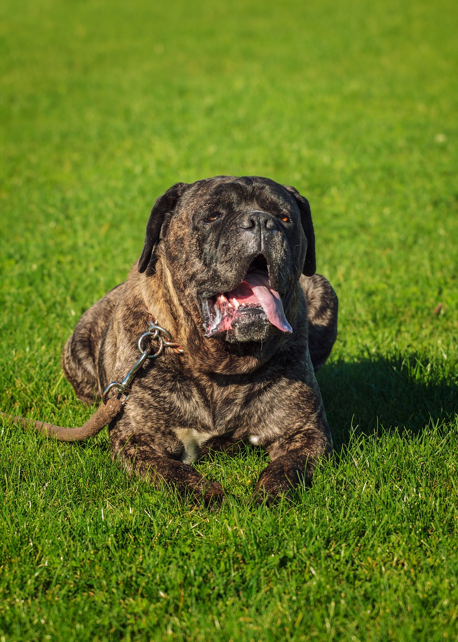 Image - cane corso dog lying