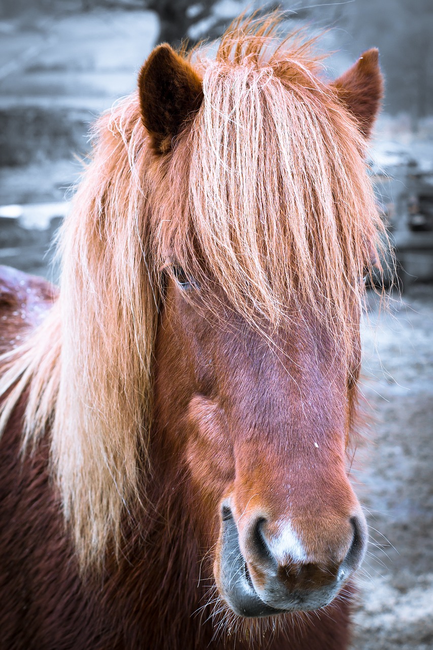 Image - horse pony head portrait