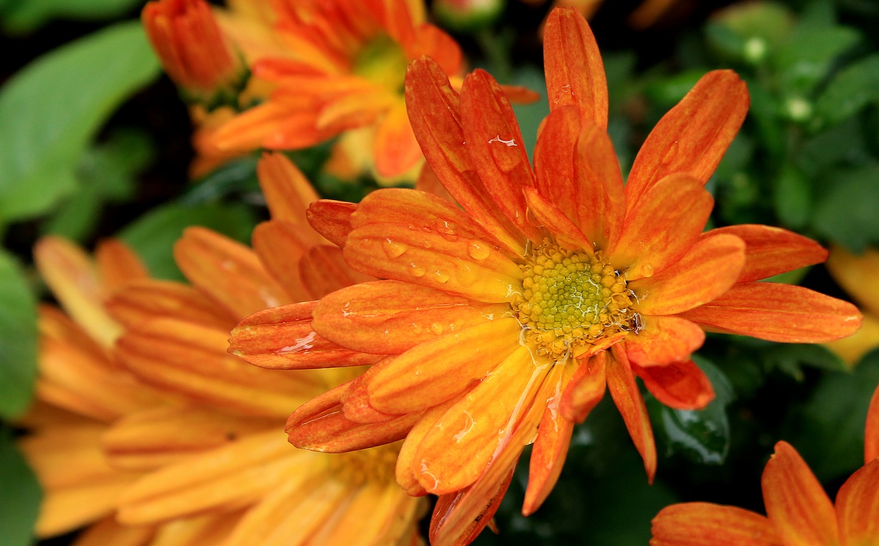 Image - margaret orange daisy flower garden