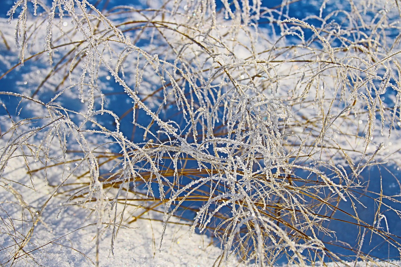 Image - winter freeze frost grass cold