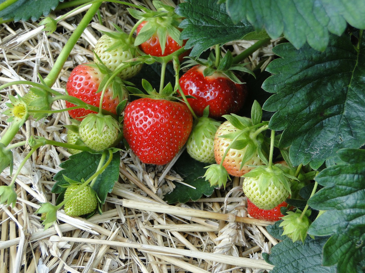 Image - strawberries red sweet plant field