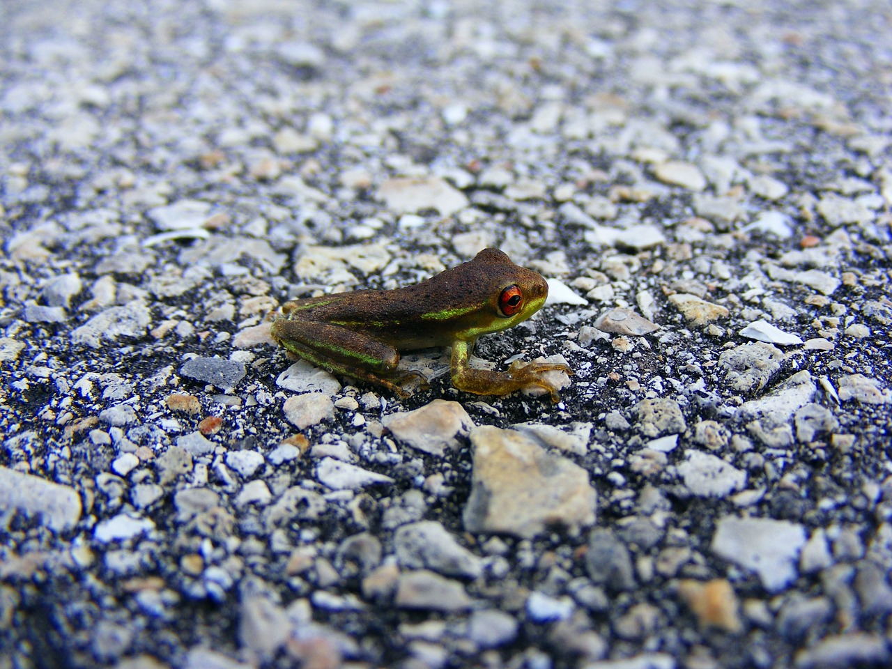 Image - frog tree frog amphibian green