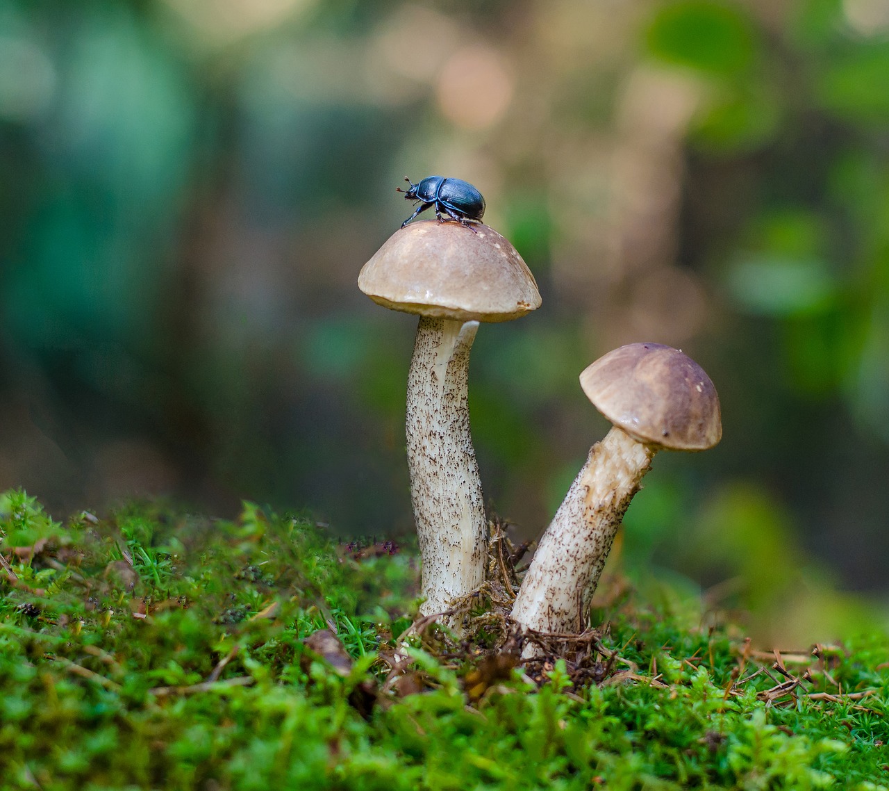 Image - beetle mushrooms nature insects