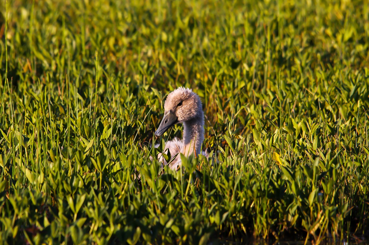 Image - swan baby bird grass young