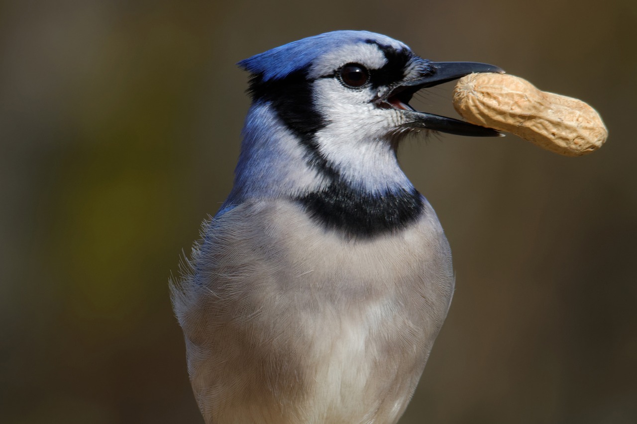 Image - blue jay eating peanut bird jay