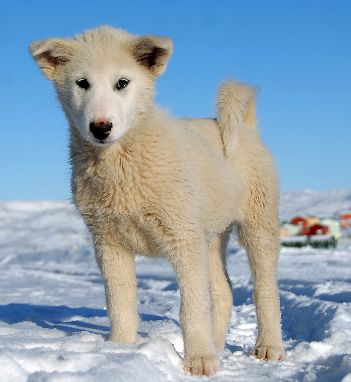 Image - greenland dog dog greenland puppy