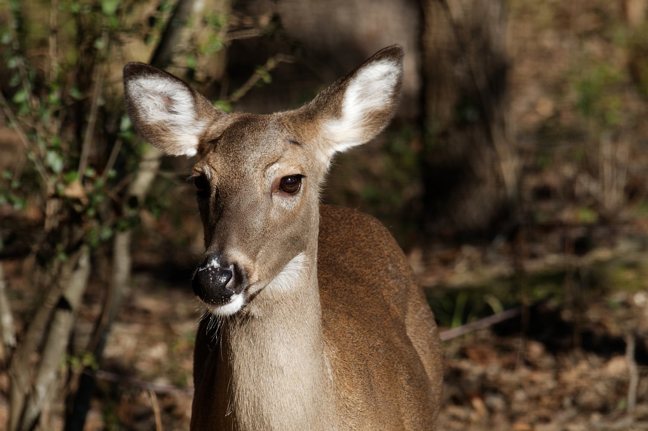 Image - whitetail doe deer doe wildlife