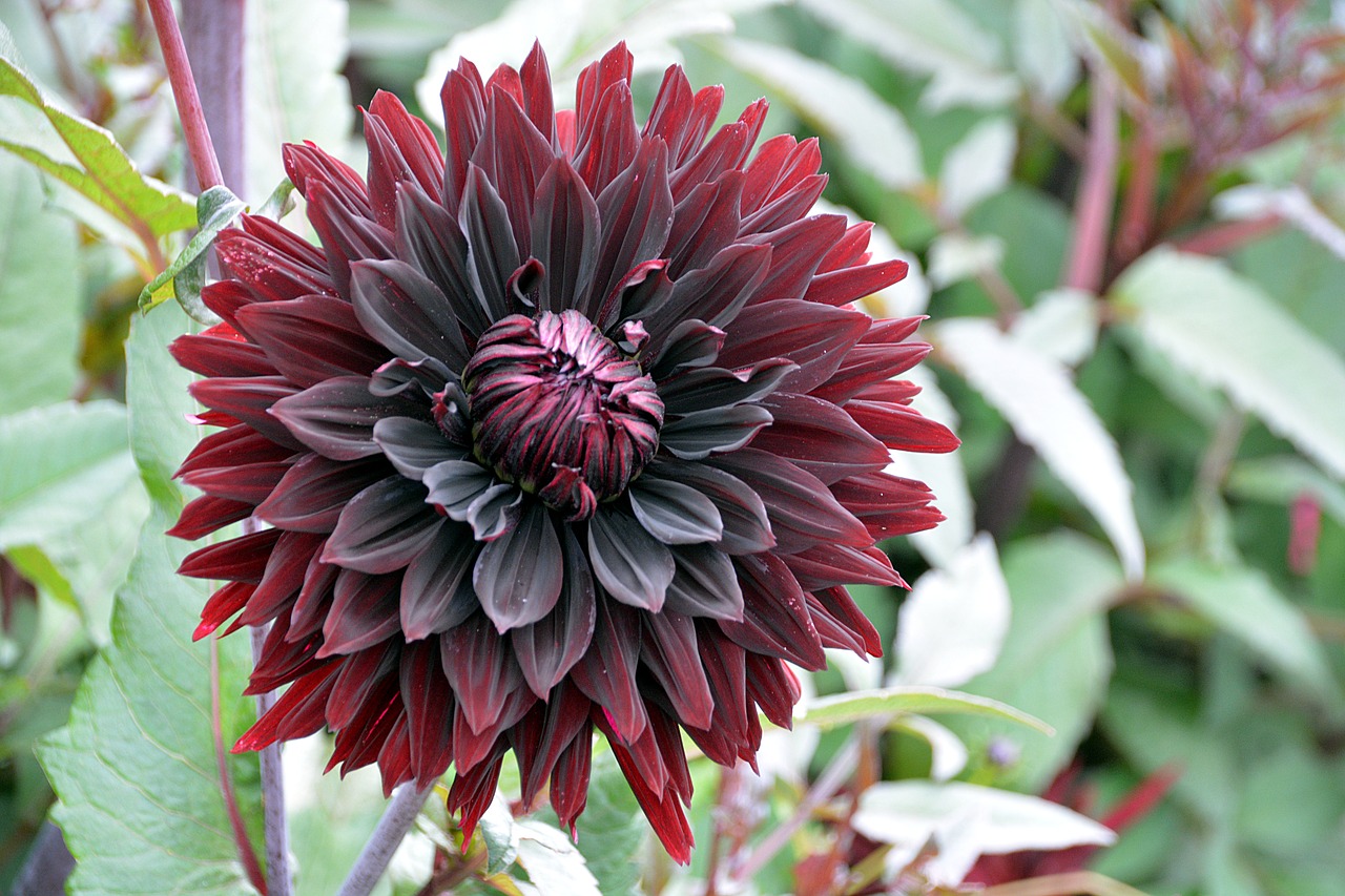 Image - flower chrysanthemum petals fall