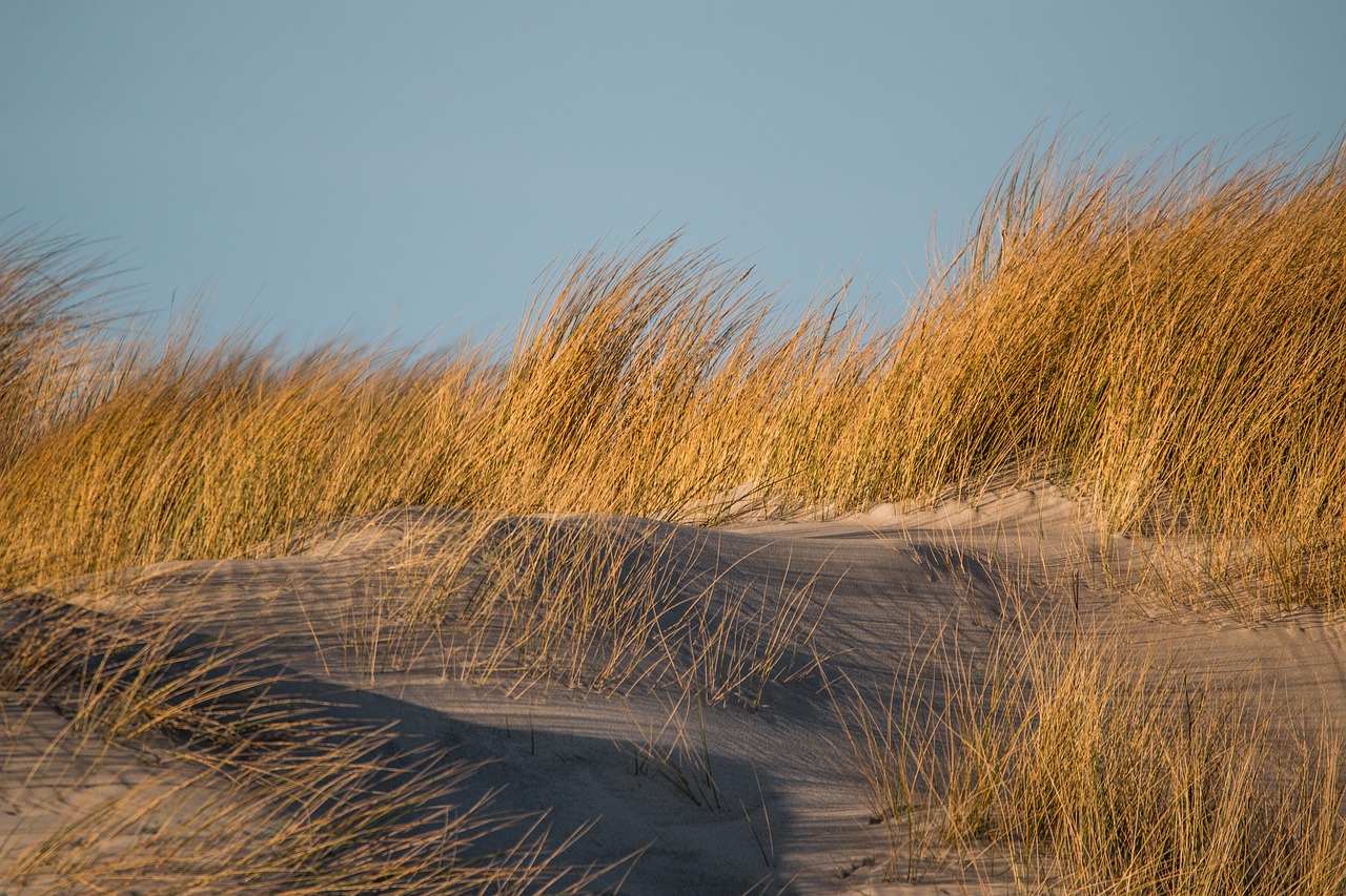 Image - dune grass dune grass sand beach