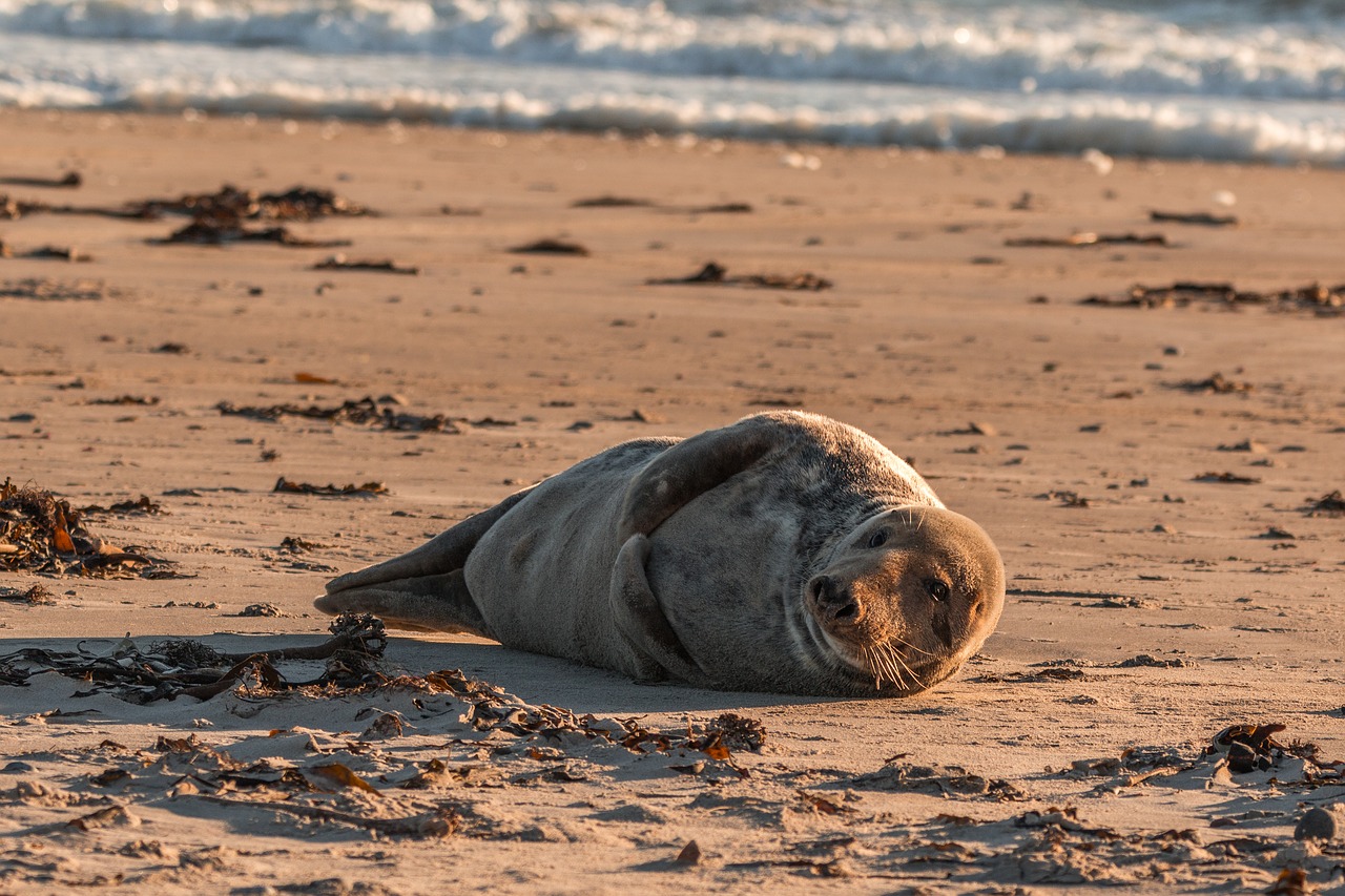 Image - grey seal robbe halichoerus grypus