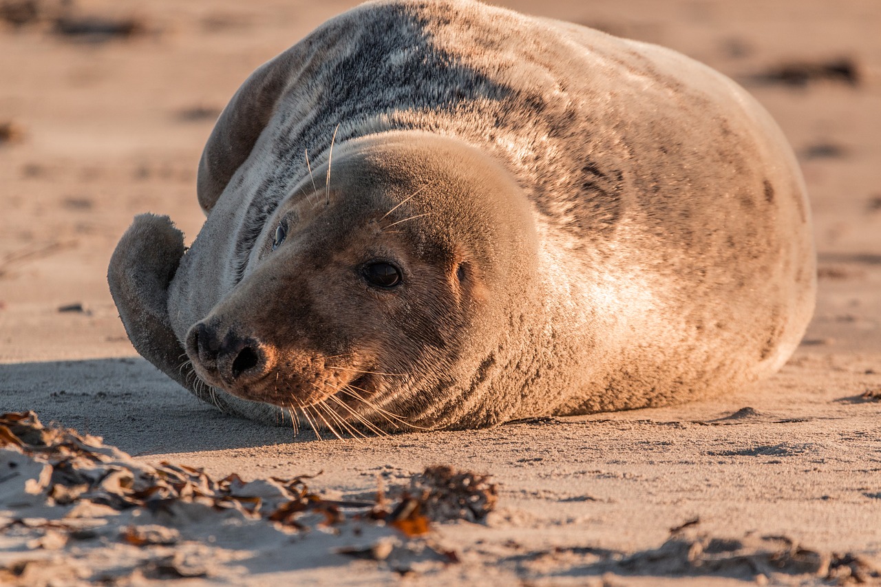 Image - grey seal robbe halichoerus grypus