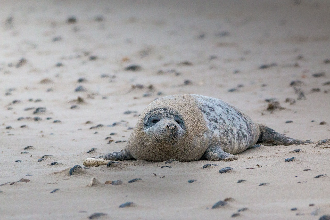 Image - grey seal robbe halichoerus grypus