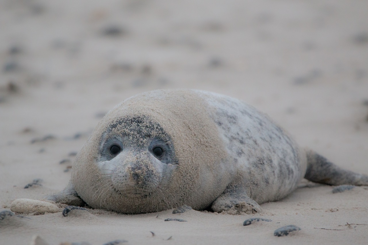 Image - grey seal robbe halichoerus grypus