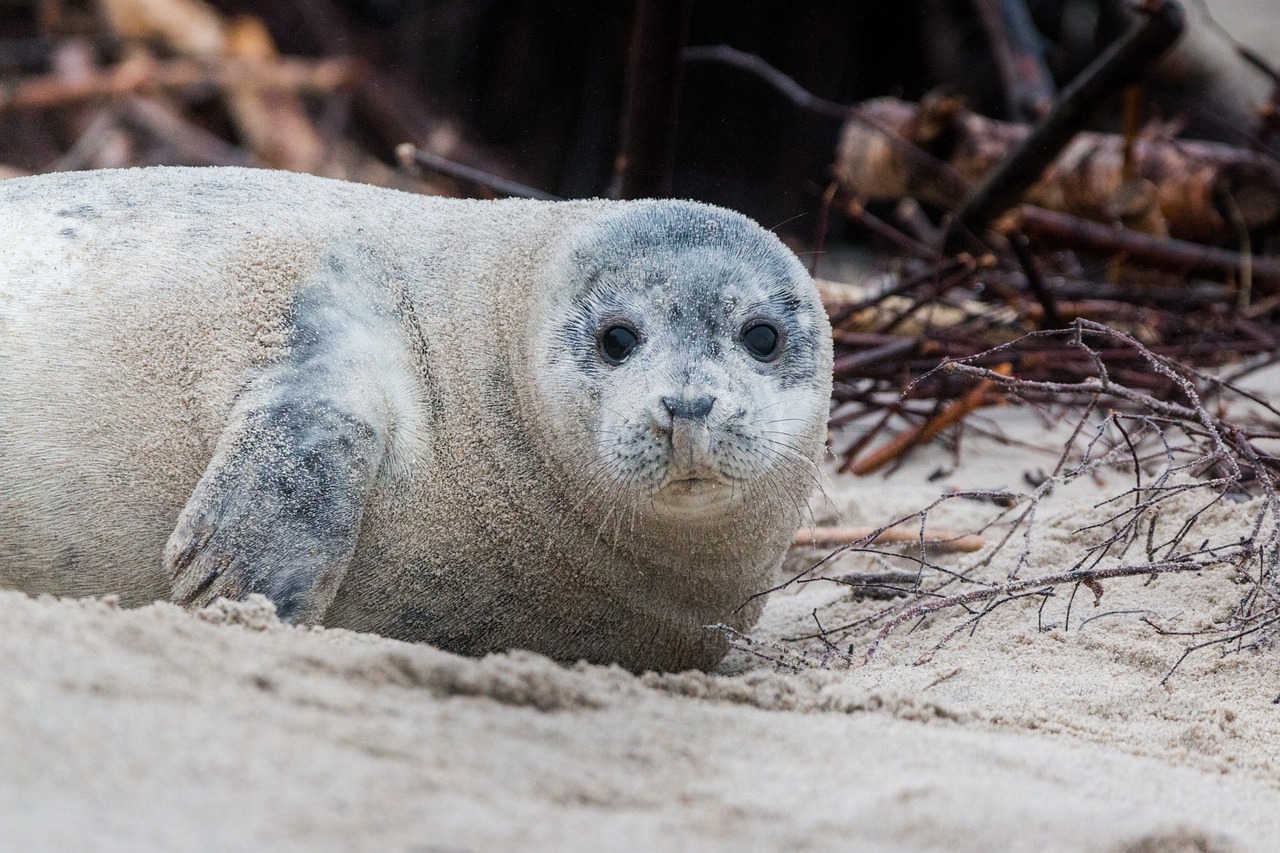 Image - grey seal robbe halichoerus grypus