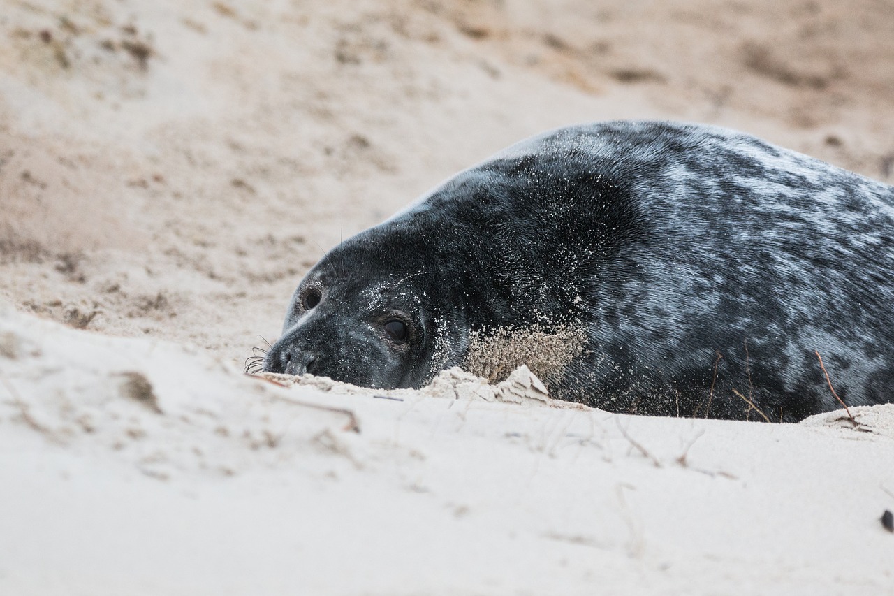 Image - grey seal robbe halichoerus grypus