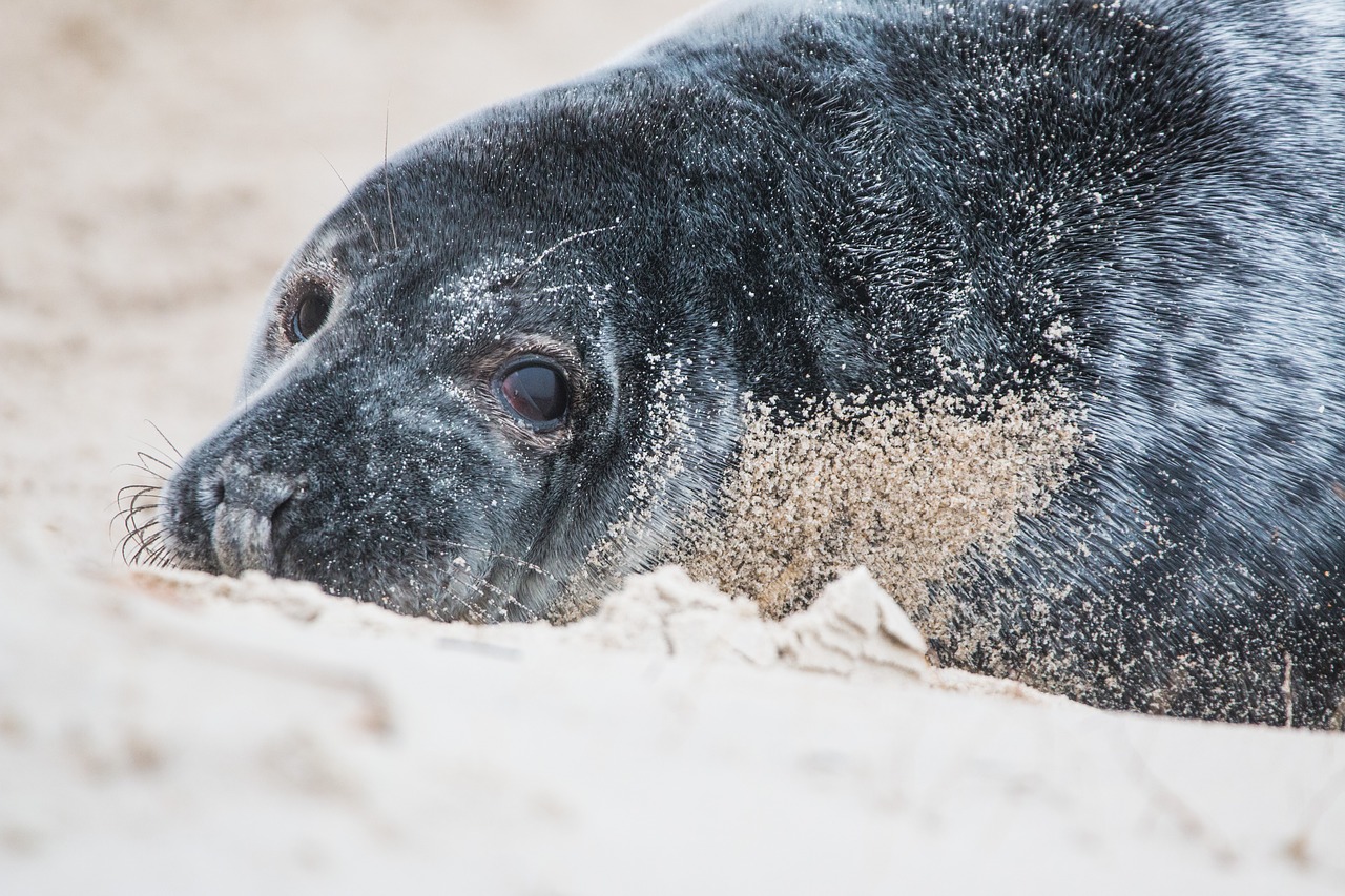 Image - grey seal robbe halichoerus grypus