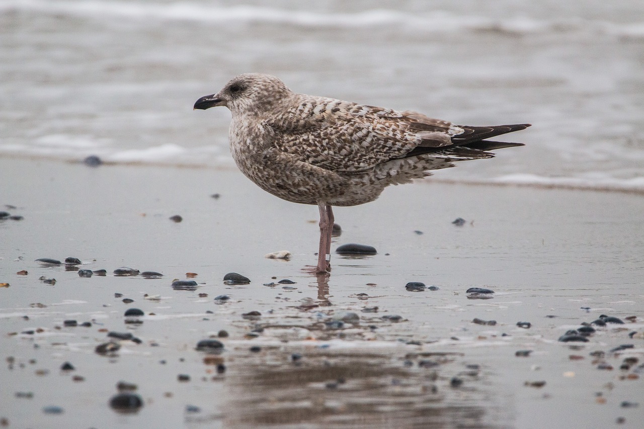 Image - polar seagull seagull bird beach