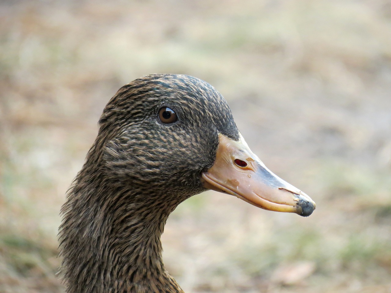 Image - duck female mallard water bird