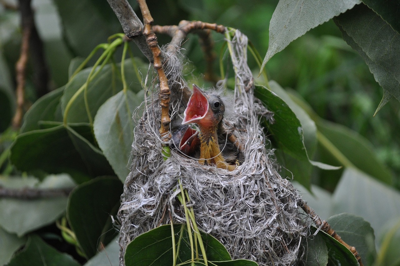 Image - bird baby nest hungry oriole